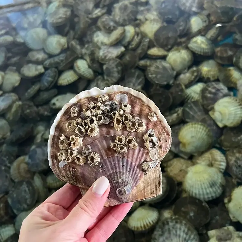 Корейская кухня и мореферма — фото 6